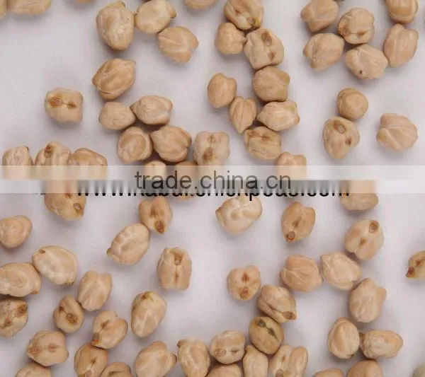 Protein Chickpeas Supplier photo-4