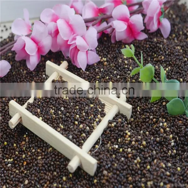 New Crop 2016 Black Broomcorn Millet Black Millet photo-6