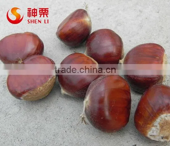 Organic Fresh Chestnuts Wholesale--best Chestnuts in the World photo-3
