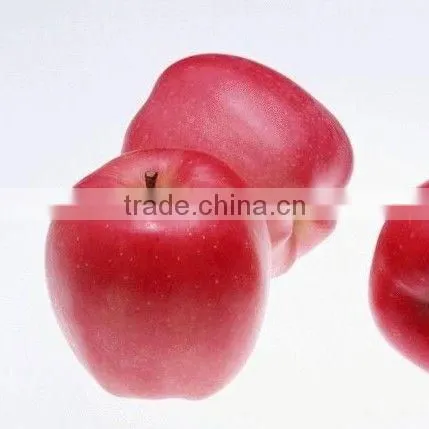 High Quality Chinese Red Star Apple Best Price Red Star Apples Sweet and Fresh Red Star Apples photo-5