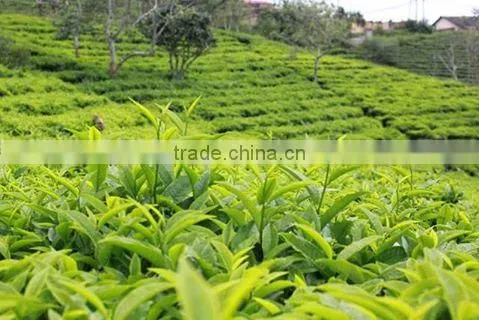Vietnam Green Tea Powder/Vietnam Matcha Green Tea Powder photo-5