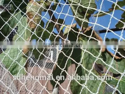 100% Virgin HDPE Bird Netting/protection Net /Antihail Net photo-2