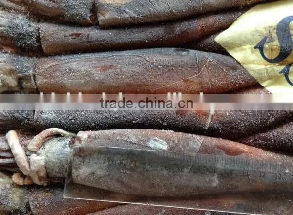 2016 Grade A Frozen Illex Squid 150g-200g for Sale photo-3