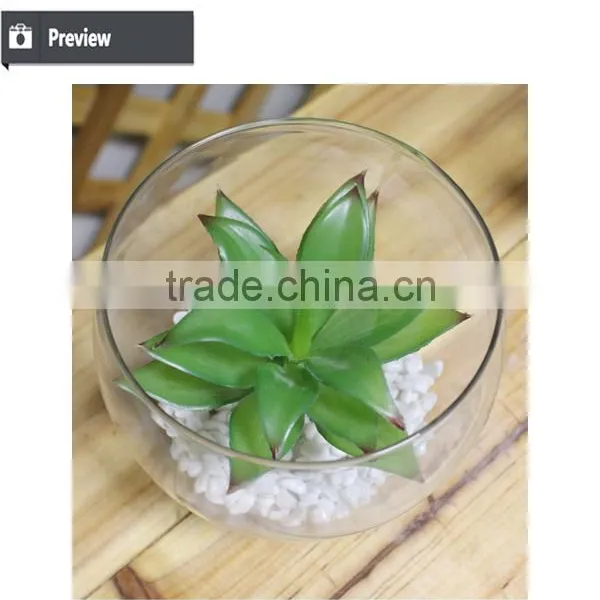 Mini Succulent Plants Bonsai High Quality Succullent Plants photo-4