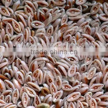 Whole Plantago Ovata Seeds