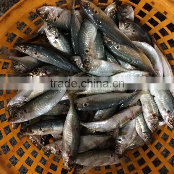Frozen Equus Lacertus Seafood Whole Round Size 50 -70g / Pcs photo-3