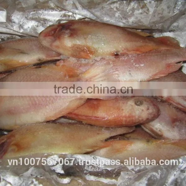 FROZEN RED TILAPIA photo-3