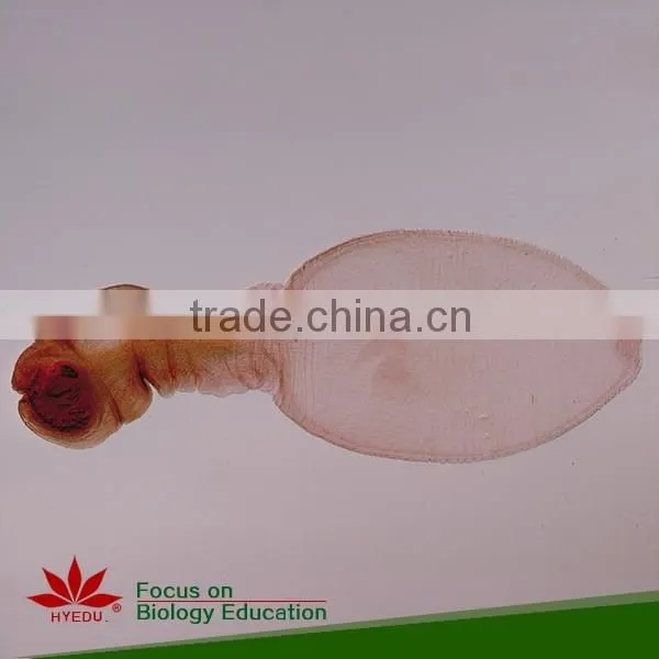 Hot Sale 40pcs High Quality Medical Parasitology Prepared Slides Set photo-3