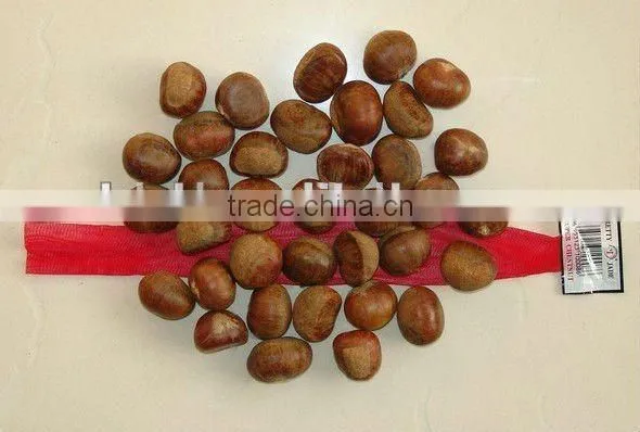 Chinese Fresh Chestnut in Shell With Sweet Taste Ons Ale photo-2