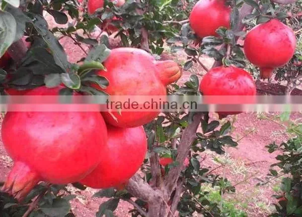 Fresh Pomegranate High Quality Fruits photo-6