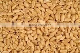 Soft Milling Wheat photo-3