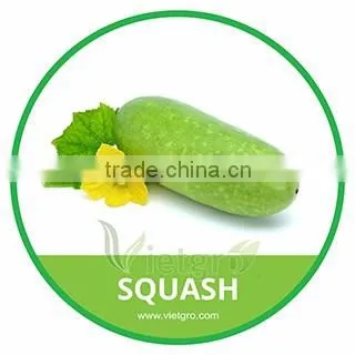 HIGH QUALITY FRESH SQUASH GOURD