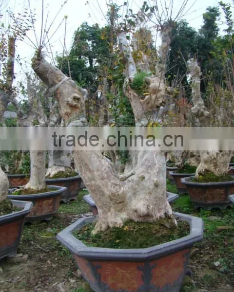 Lagerstroemia Indica L. Bonsai photo-3