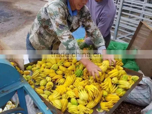 China Supplier Lemon Chips Drying Machine photo-2