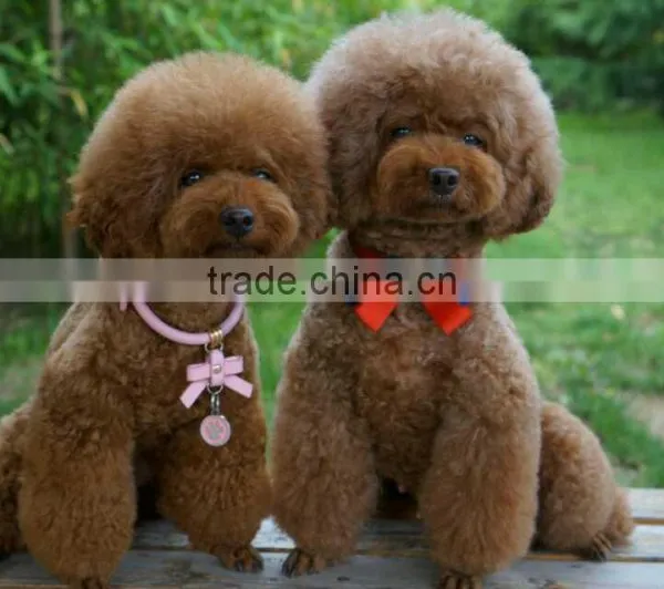 EVA Foam Dog Pet Products Pet Toy Pet Balls photo-3