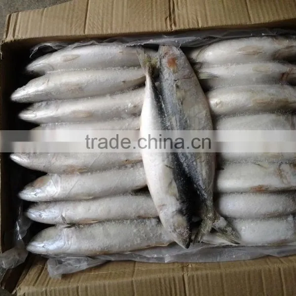 Frozen W/R Pacific Mackerel Good-quality Seafood