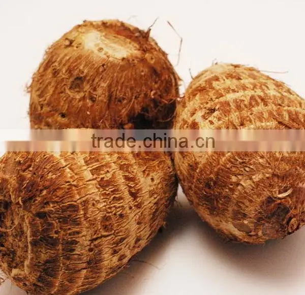 High Quality Fresh Taro Root From Vietnam photo-3