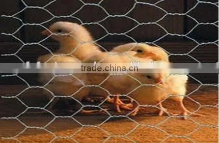 25mm x 1.2m x 25m Gi Hexagonal Wire Mesh For Dubai Market/Chicken Wire Mesh Rolls photo-3