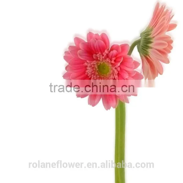 Hot Sell Fresh Cut Pink Gerbera - Egypt Mini Silk Gerbera Daisies With 20stems/bundle From Yunnan, China photo-4