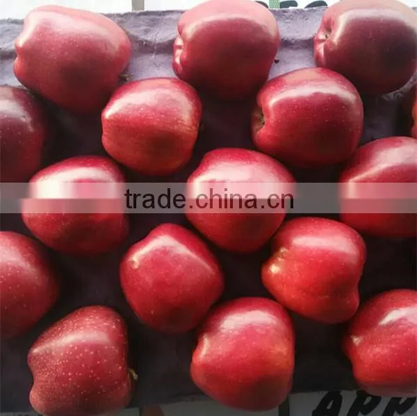 Fresh Apple Fresh Fruit Huaniu Apple