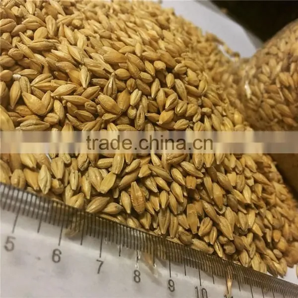 Australia Barley Malt Can Provide to Beer Factory photo-2