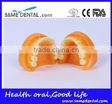 Double-Color Dentition Model School Education Teaching Model photo-2