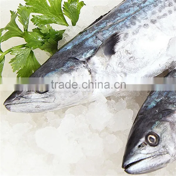 Serra Spanish Mackerel