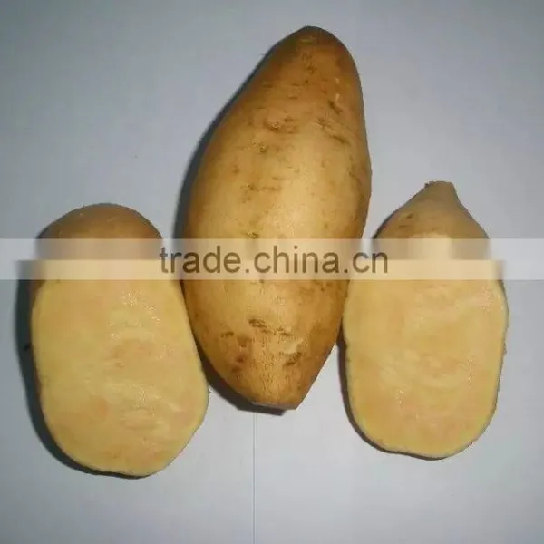 All Kinds of Sweet Potato photo-3