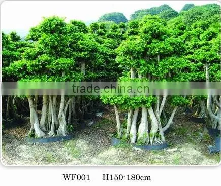 Ficus Big Tree/ficus/ficus