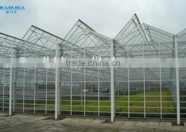 Factory Price Greeenhouse Tomato Seed