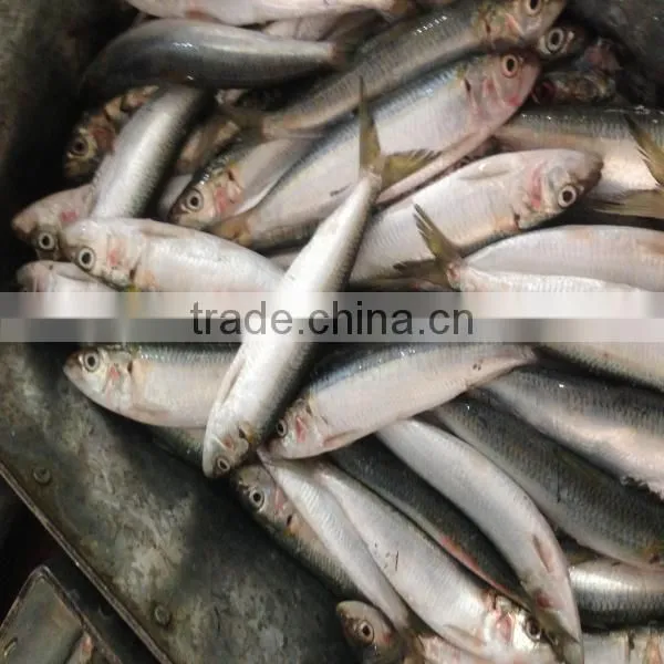 Freeze Sardines Good Sardine Sardine Bait Seafoo Fish