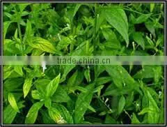 Kalmegh Dry Extract photo-4
