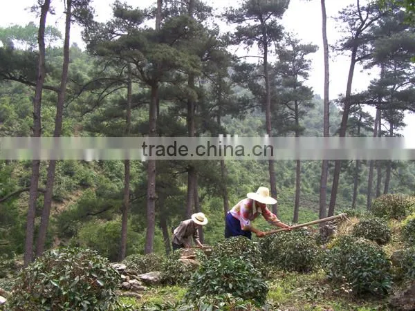Organic EU Standard Chunmee Green Tea 9366 photo-4