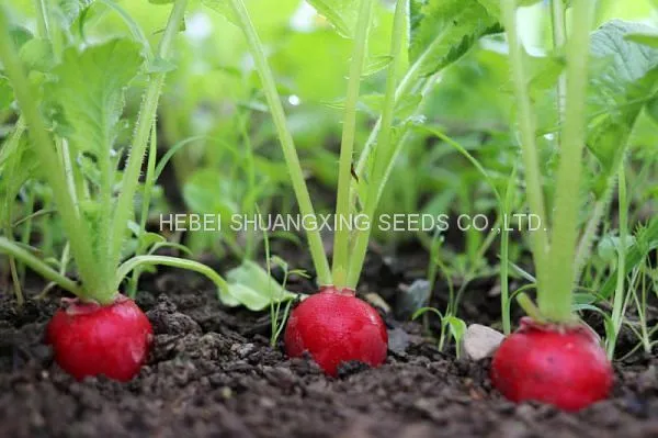 Red Skin High Quality Hybrid Radish Seeds photo-5