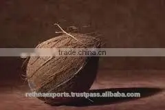 Tasty and Healthy Cocnut From India photo-3