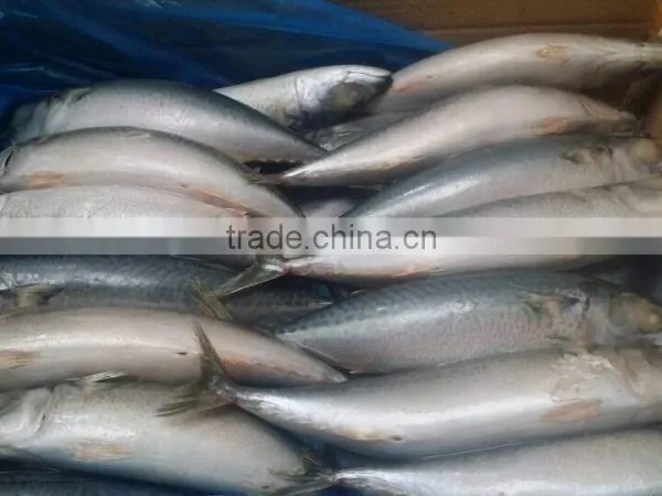 Frozen Mackerel Factory photo-3