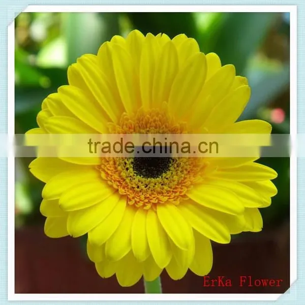 Gerbera Type Fresh Gerbera Cut Flowers and Stem Part Wholesale photo-3