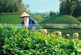 Best Quality Competitive Price M1 Green Tea With Pure Flavor From Viet Nam Manufacturer photo-5