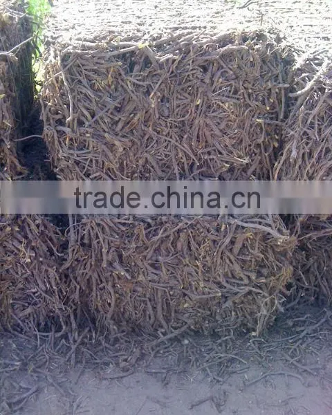 Liqorice Roots photo-6