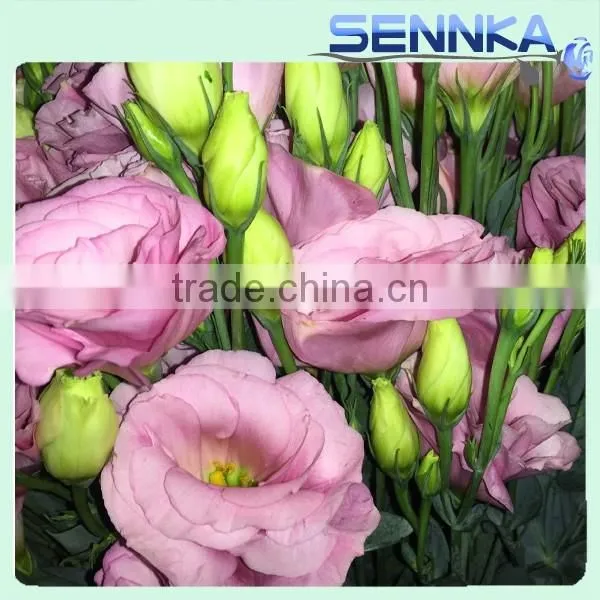2016 Hot Selling Fresh Cut Flowers Purple Eustoma Purple Flower photo-4