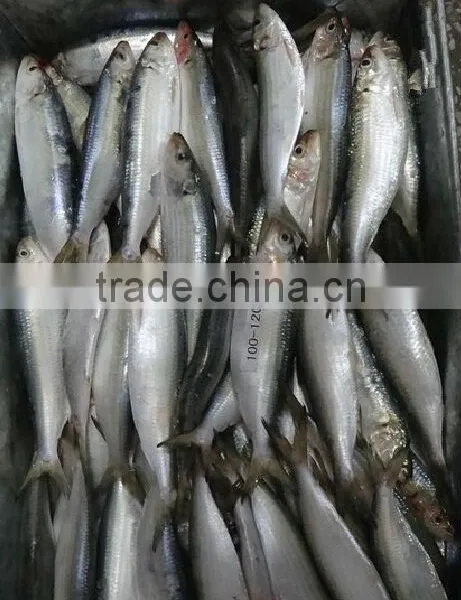 Frozen Sardine photo-2