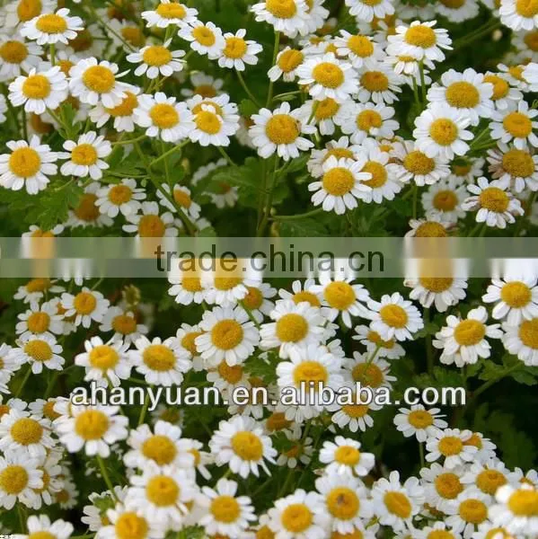 Chamomile Extract Plant Extract