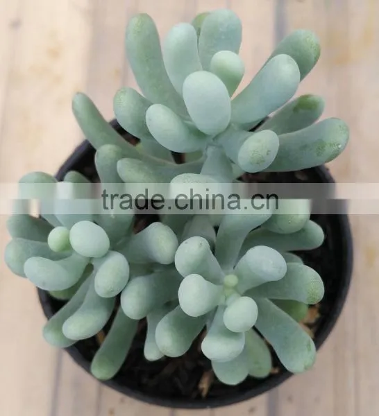 Echeveria Decorative Plants Echeveria, Succulent Plants, Tropical Plants photo-2