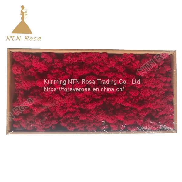 China Most Popuplar Everlasting Moss: The Key to Plant Walls photo-3