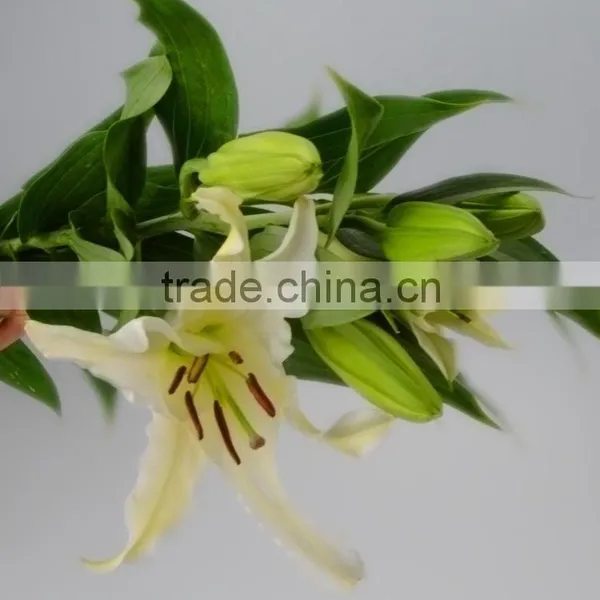 Best Quality Siberia Long Stem White Color Lily photo-2