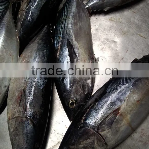 Frozen Auxis Thazard Bonito Tuna Fish WR photo-6