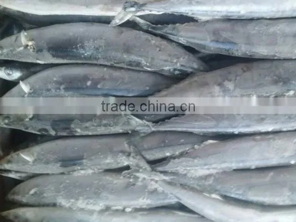 FROZEN PACIFIC SAURY WHOLE ROUND photo-6