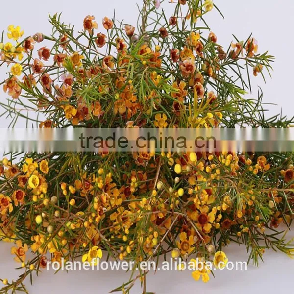 Valentine's Day Wholesale Fresh Cut Red Wintersweet Flower photo-6
