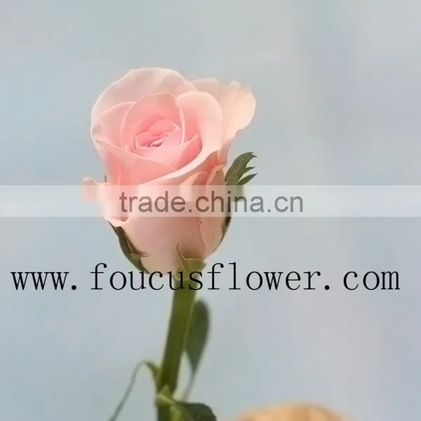 Single Stem Garden Direct Sale Fresh Nirvana From Yunnan photo-2