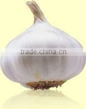 5.5cm Fresh Normal White Garlic